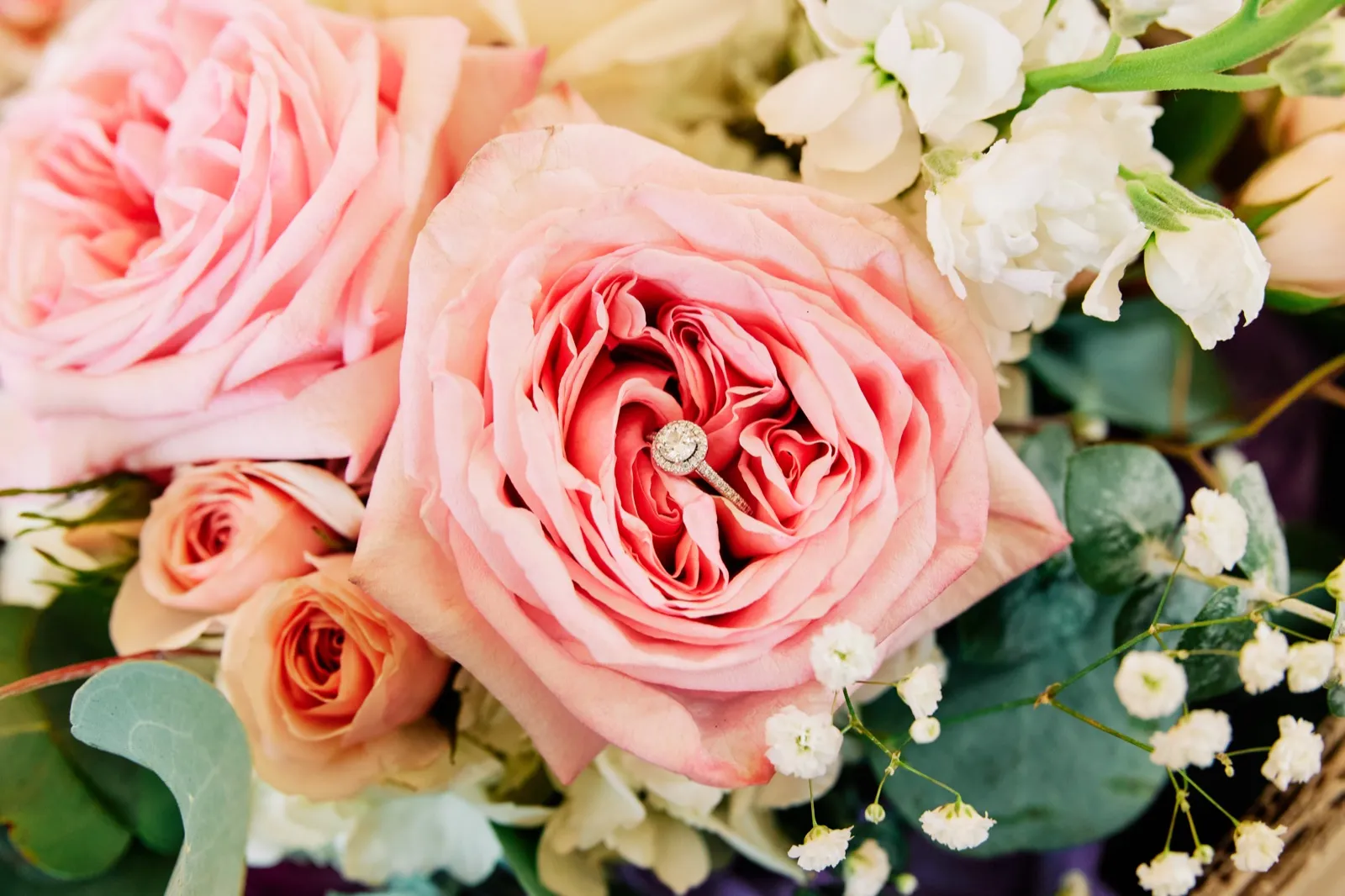 A halo diamond engagement ring rests in the center of a blush pink garden rose, surrounded by peach roses, white stock, and baby's breath in the bridal bouquet. — Tim Larsen Photography, Twin Cities MN