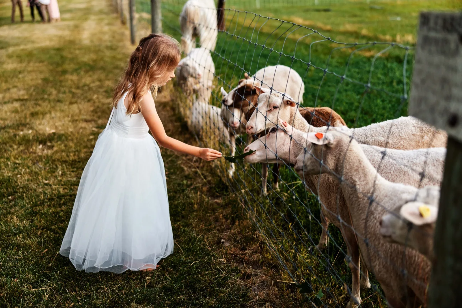 A flower girl in a white tulle dress reaches a leaf through a wire fence to feed a flock of sheep at a farm wedding. — Tim Larsen Photography, Minnesota