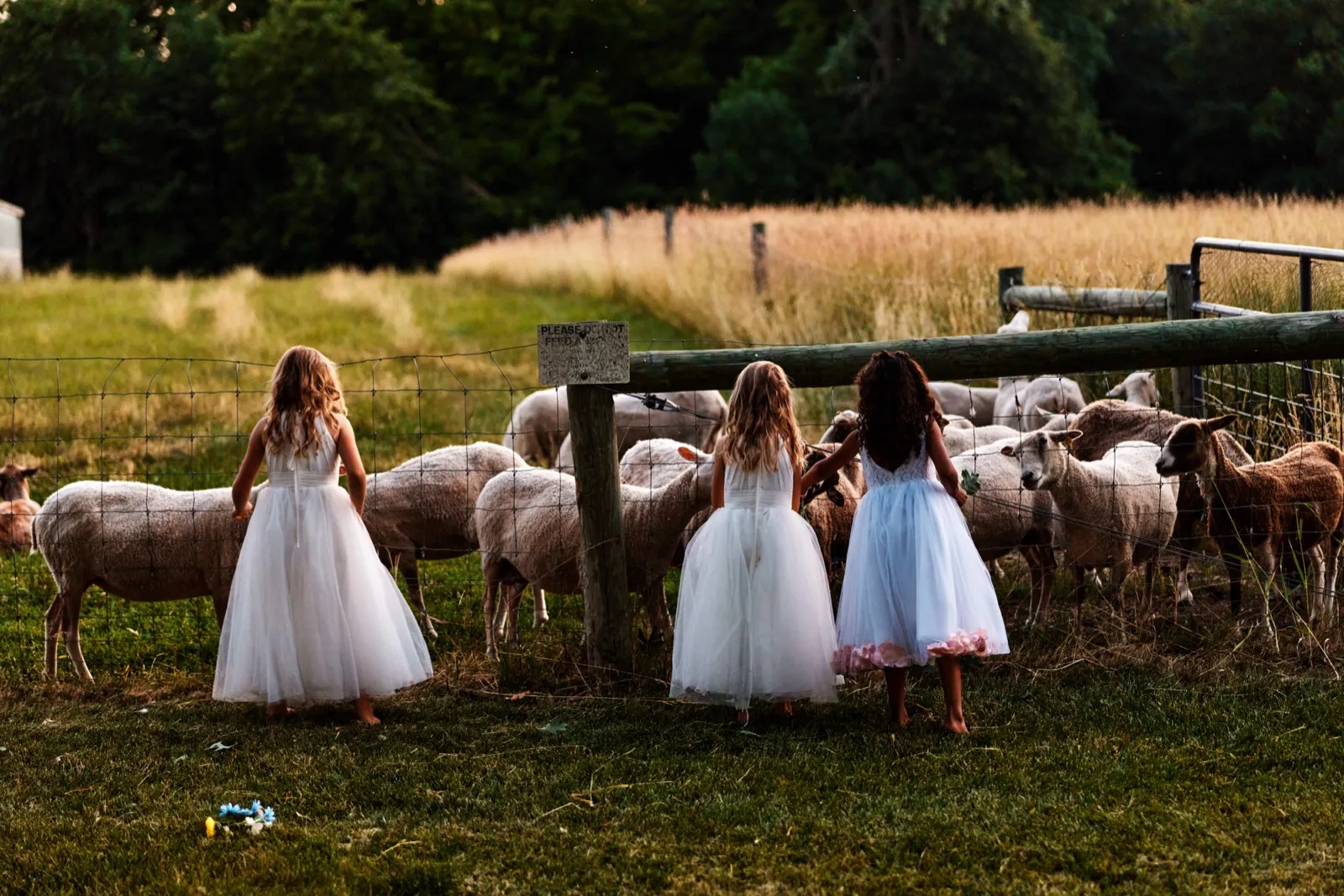 Three flower girls in white tulle dresses stand barefoot at a wire fence watching a flock of sheep graze in a golden evening pasture. — Tim Larsen Photography, Minnesota