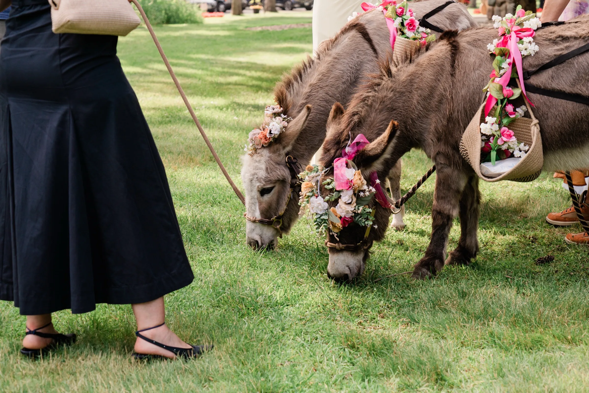 Two miniature donkeys wearing elaborate floral crowns and saddle baskets of juice boxes graze side by side while a handler holds their lead ropes — Tim Larsen Photography, Brainerd Lakes MN
