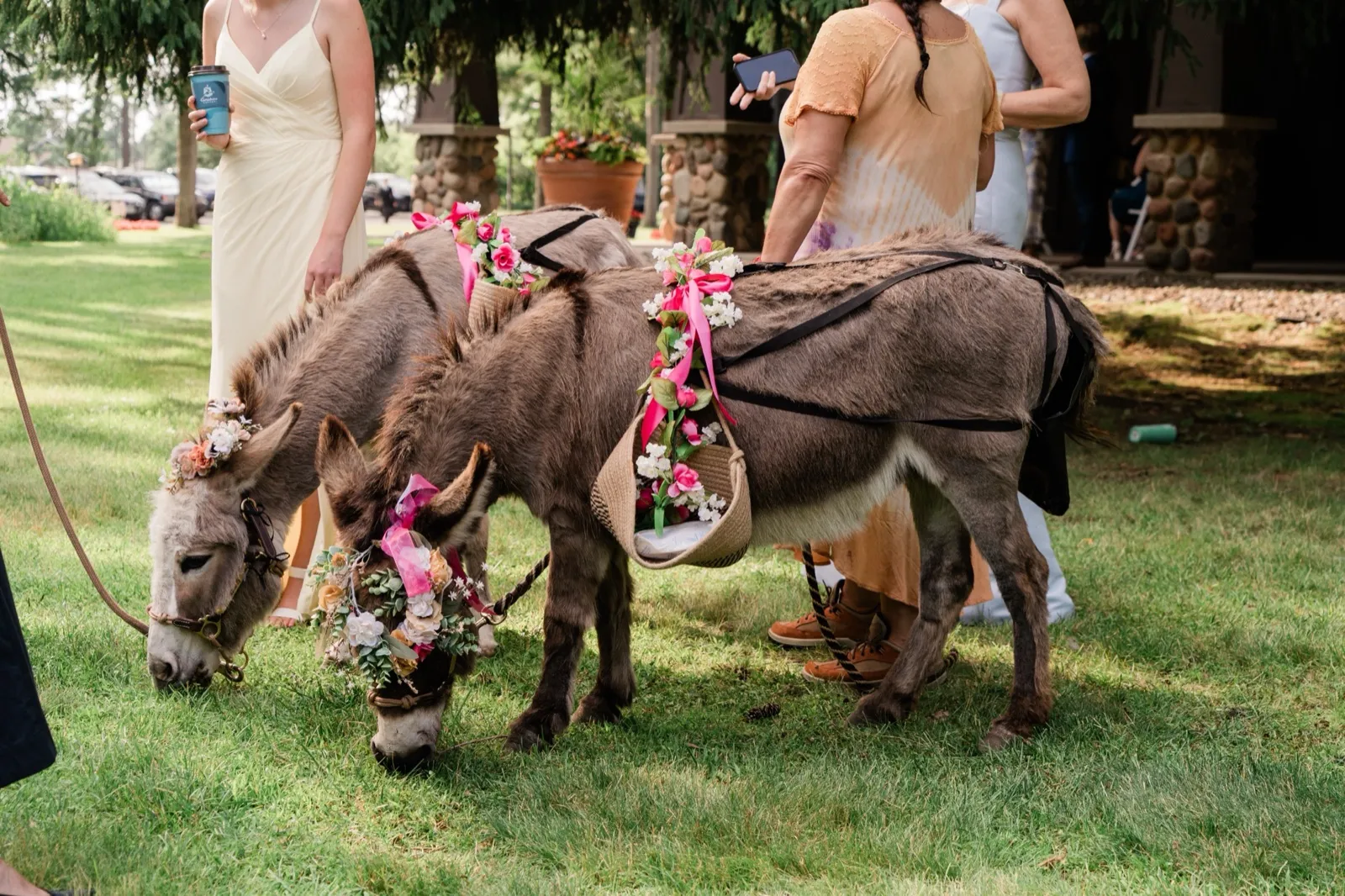 Two mini donkeys wearing floral crowns graze on the lawn during cocktail hour as a bridesmaid and their handler stand nearby — Tim Larsen Photography, Brainerd Lakes MN