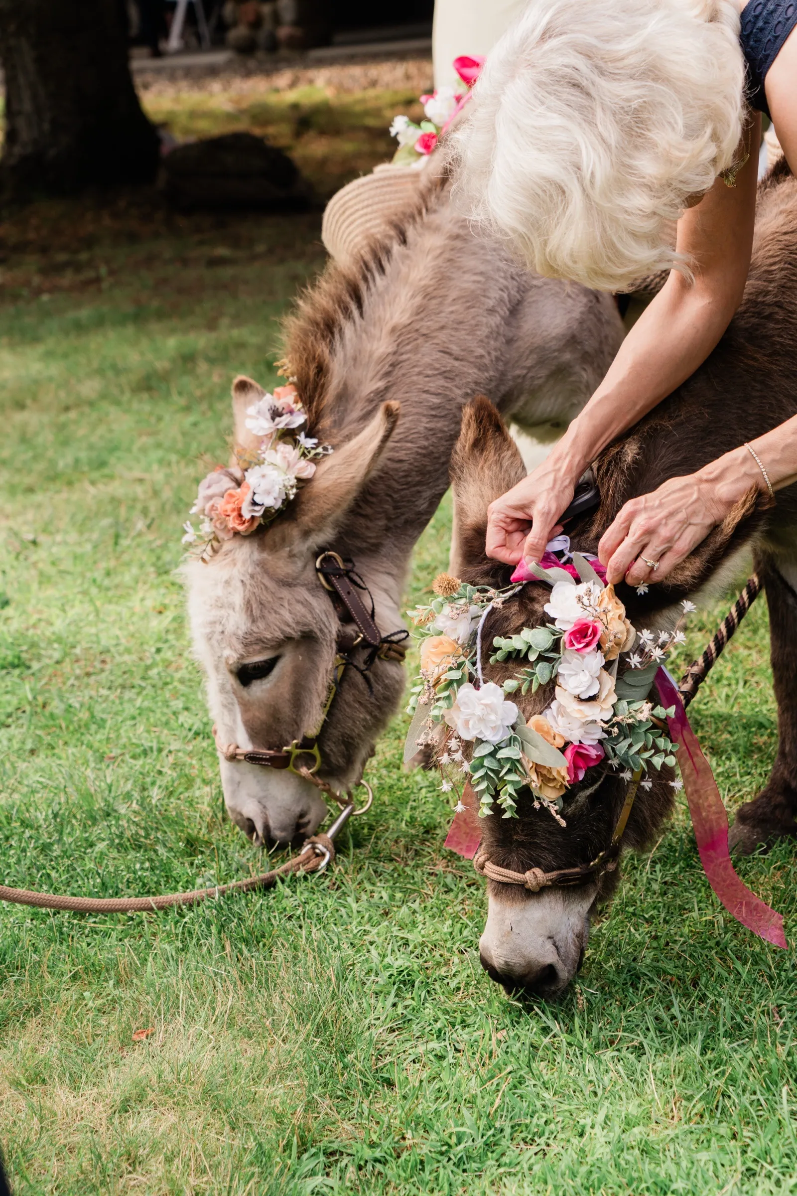 A guest adjusts the floral crown on one of two mini donkeys grazing on the grass at cocktail hour — Tim Larsen Photography, Brainerd Lakes MN