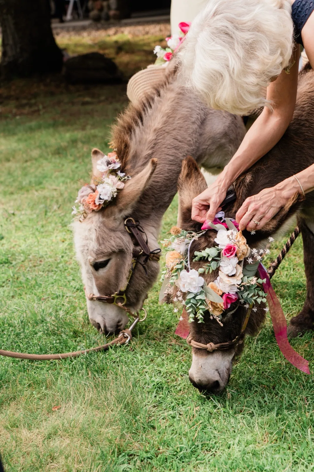 A guest adjusts the floral crown on one of two mini donkeys grazing on the grass at cocktail hour — Tim Larsen Photography, Brainerd Lakes MN