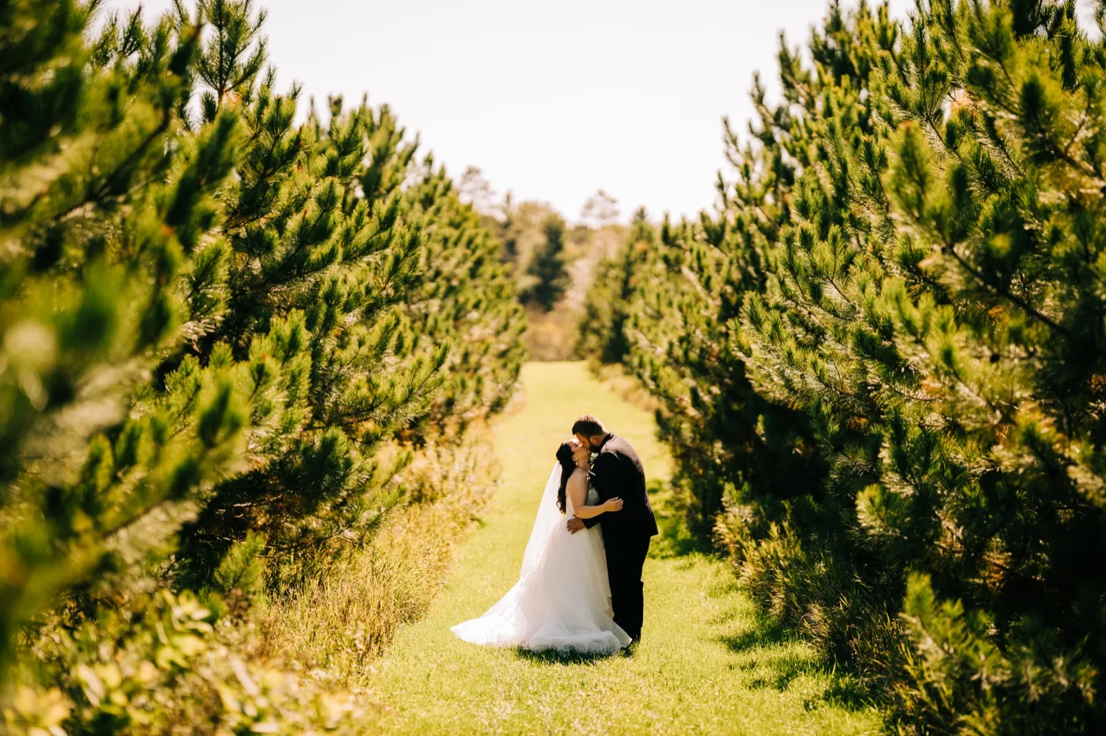 Taylor and Charles embrace and share a kiss at the end of a long, sunlit corridor of pine trees, framed by soft green branches in the foreground. — Tim Larsen Photography, Brainerd Lakes MN