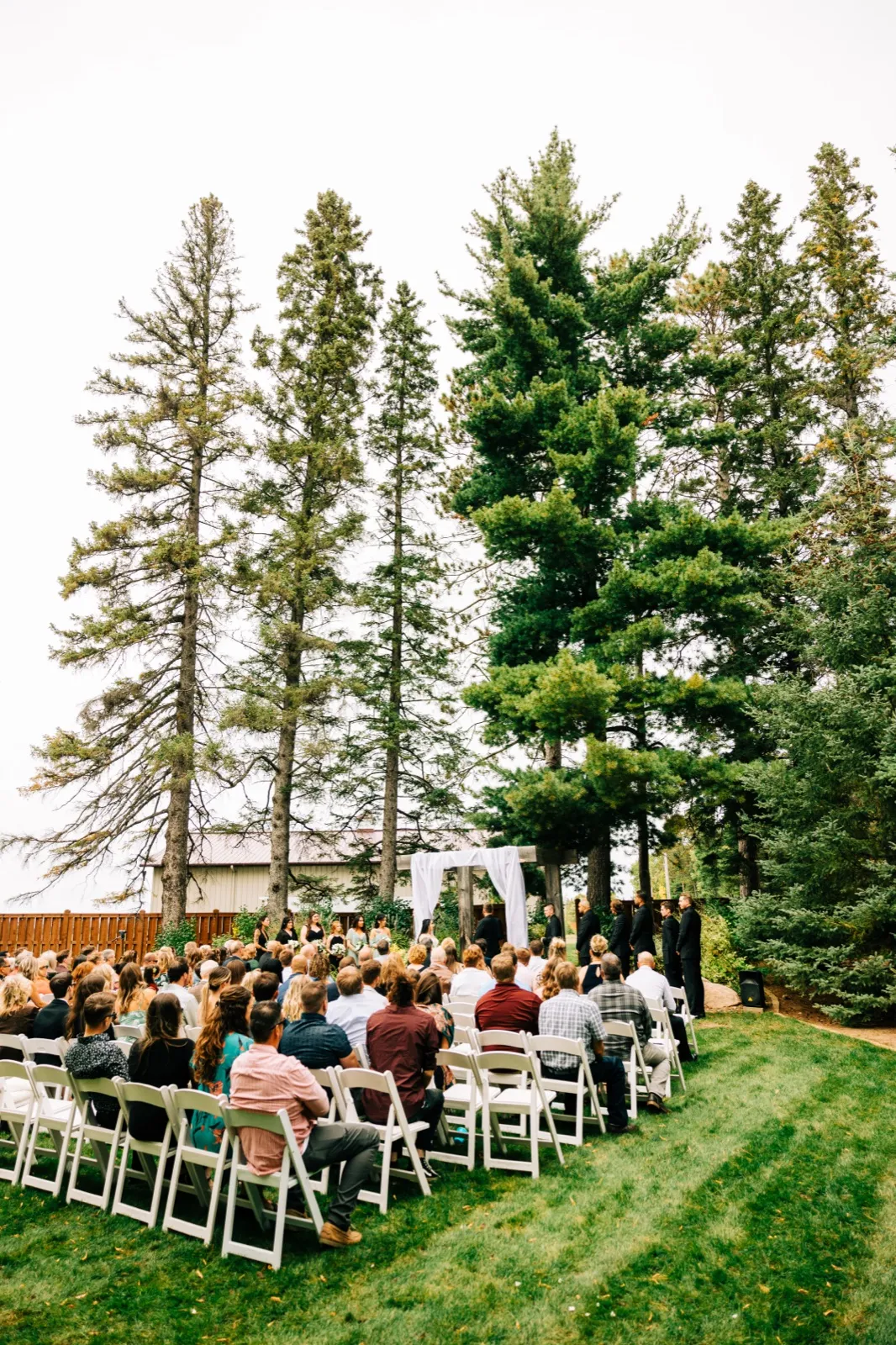An officiant reads from a folder between the bride and groom under a tall pine tree, framed by sheer white drapery at an outdoor ceremony arch — Tim Larsen Photography, Brainerd Lakes MN
