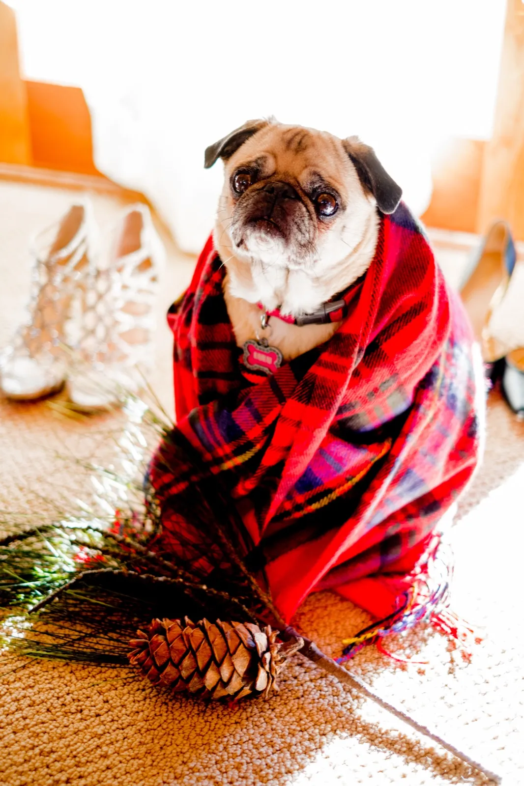 A pug wrapped in a red tartan blanket sits on the floor beside silver bridal heels and a pinecone in window light. — Tim Larsen Photography, Brainerd Lakes MN