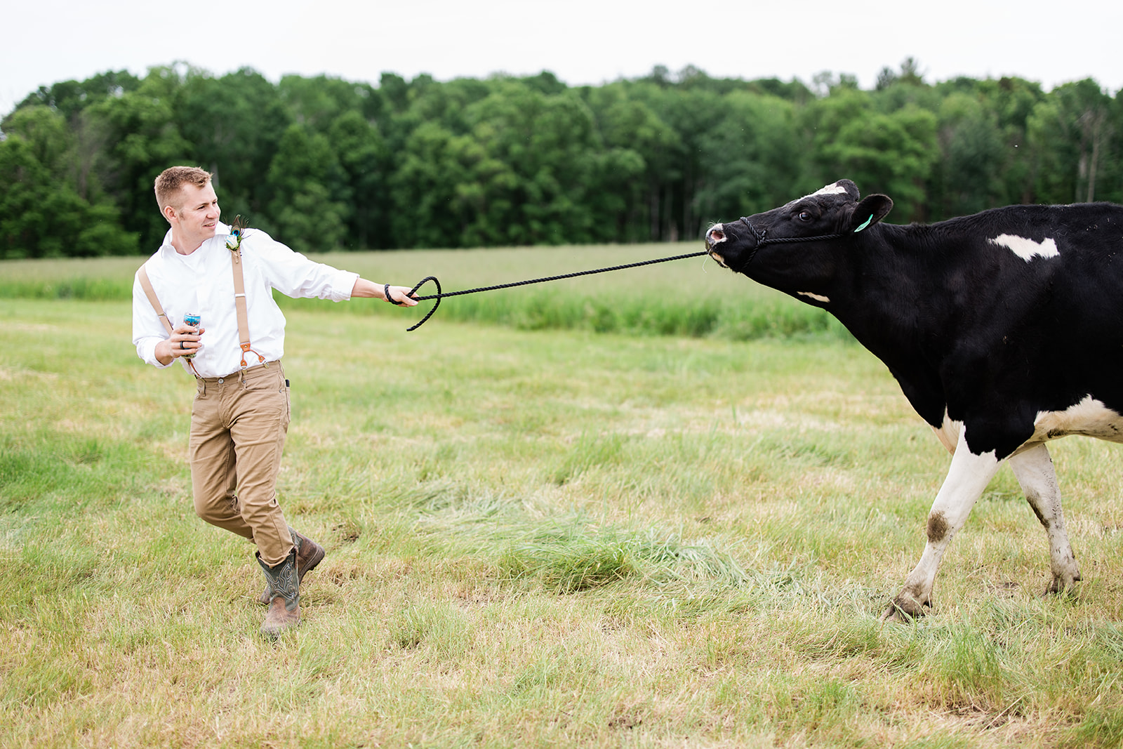 Groom in suspenders being pulled across a field by a dairy cow — Tim Larsen Photography, Brainerd Lakes MN