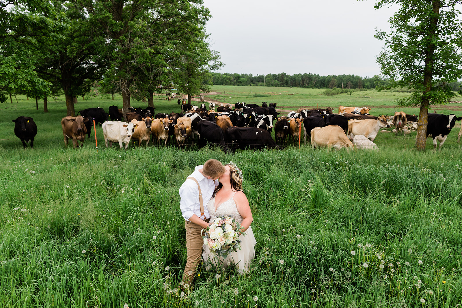 Couple kissing in a green field with a herd of cows behind them — Tim Larsen Photography, Brainerd Lakes MN