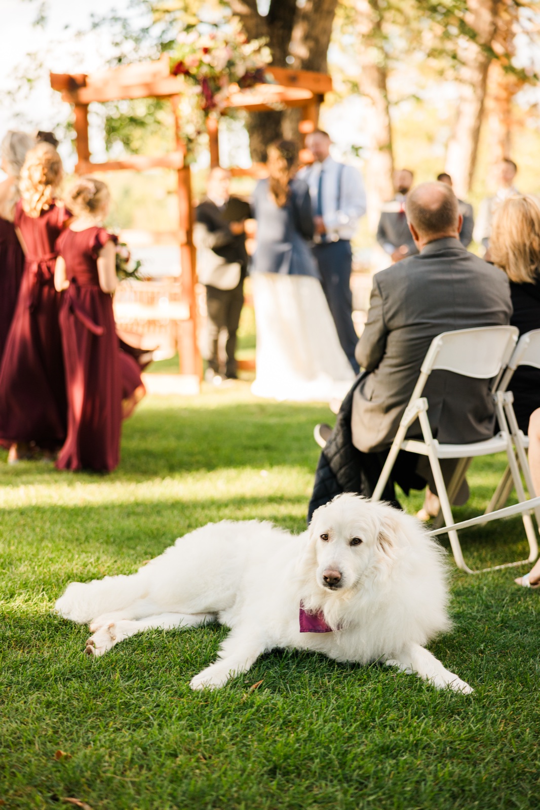 Family dog in a burgundy bow tie lies on the grass during the ceremony at Manhattan Beach Lodge — Tim Larsen Photography, Brainerd Lakes MN
