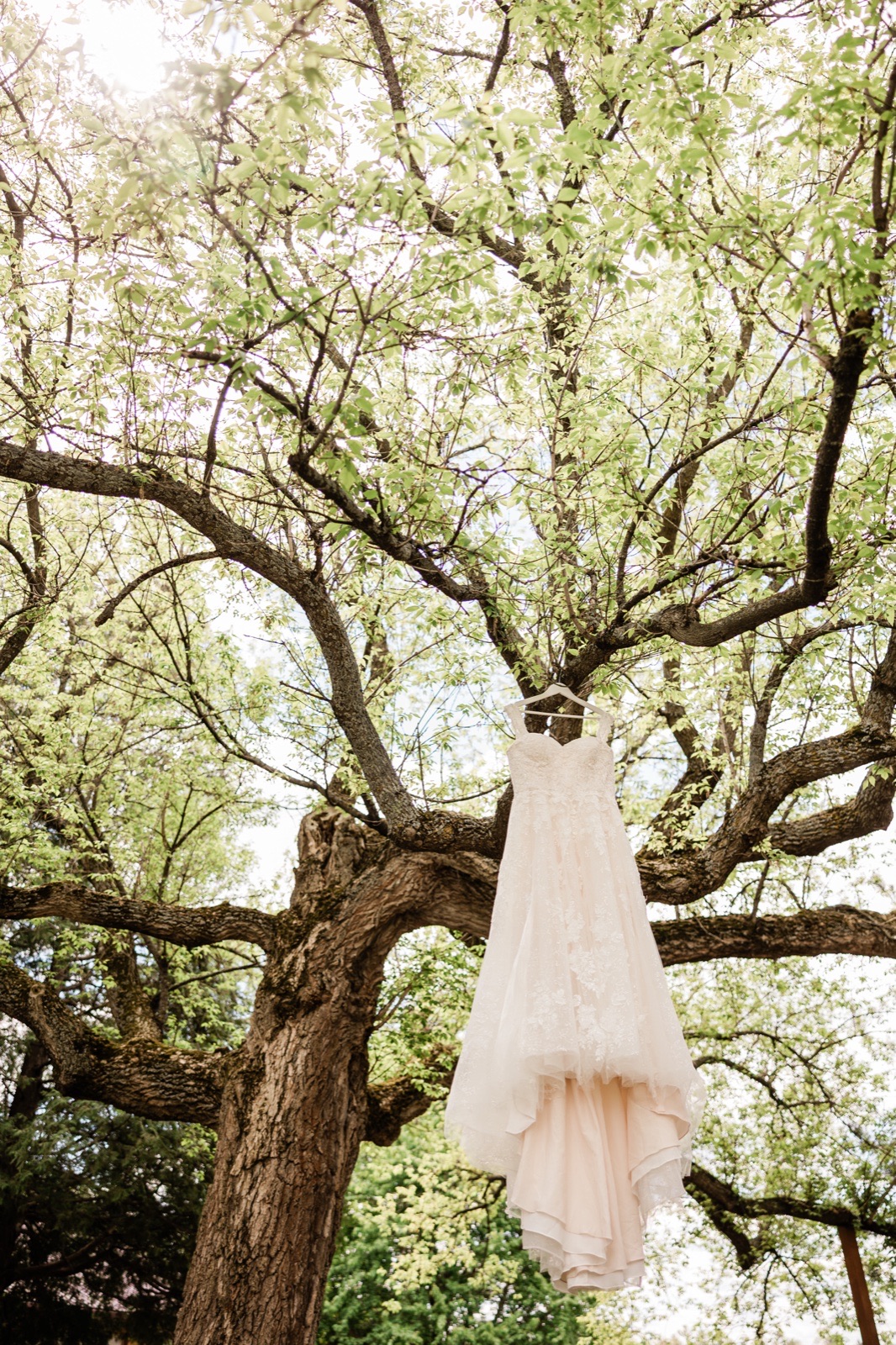 Blush wedding gown hung from an old tree, backlit by late-spring sun at Pine Peaks Event Center